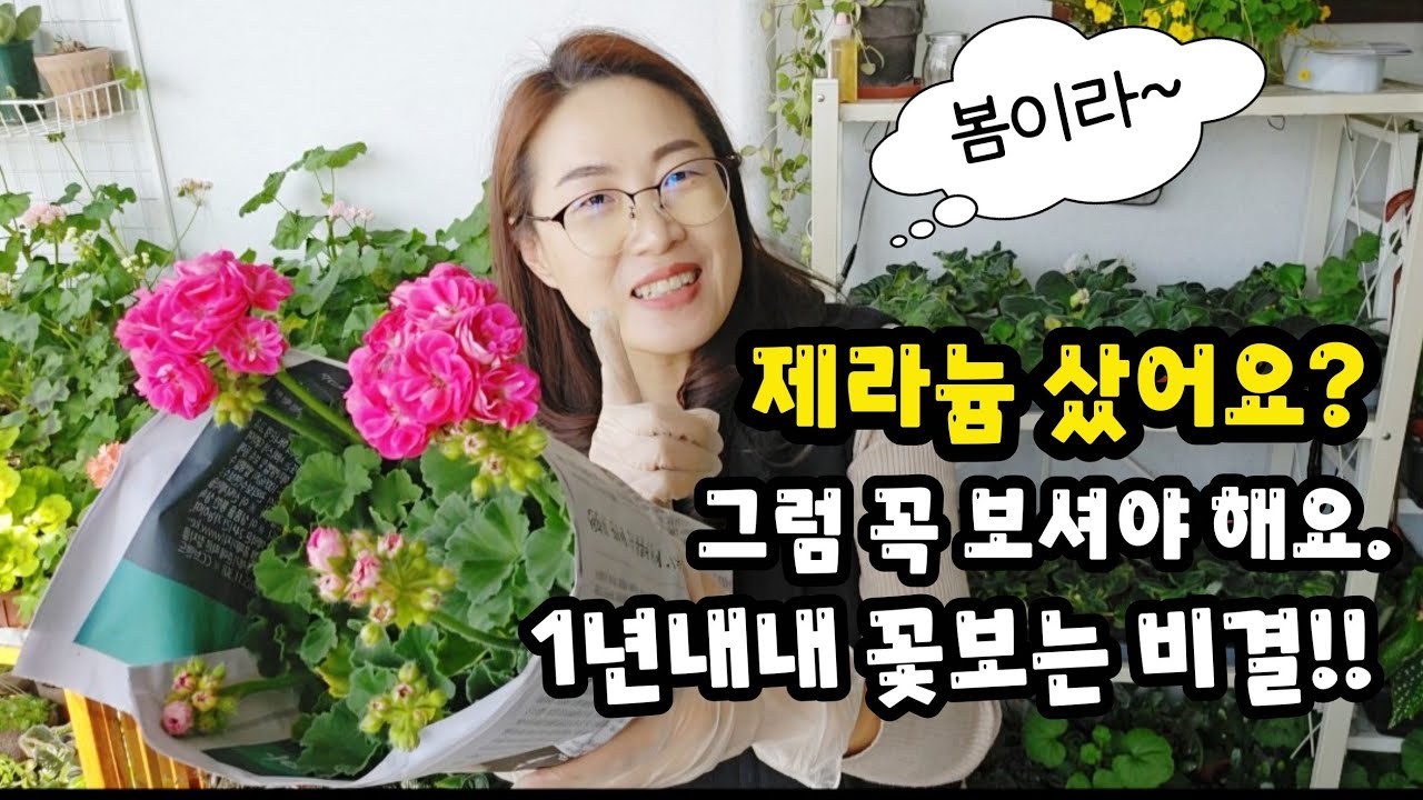 #제라늄 구입후 이렇게 하면 일년 내내~ 제라늄꽃 원없이 볼 수 있어요!!