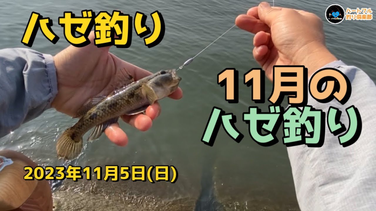 【ハゼ釣り】 11月のハゼ釣り  2023年11月5日