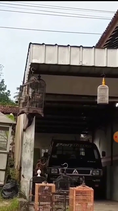 Saeran Rambay Jantan Gacor Sepanjang Hari