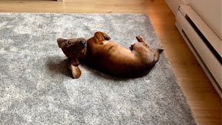 Mini dachshund loves his new rug