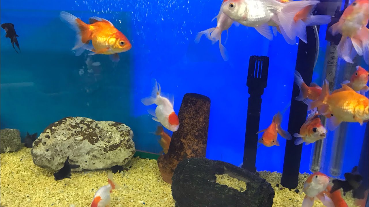 Window shopping at Ace