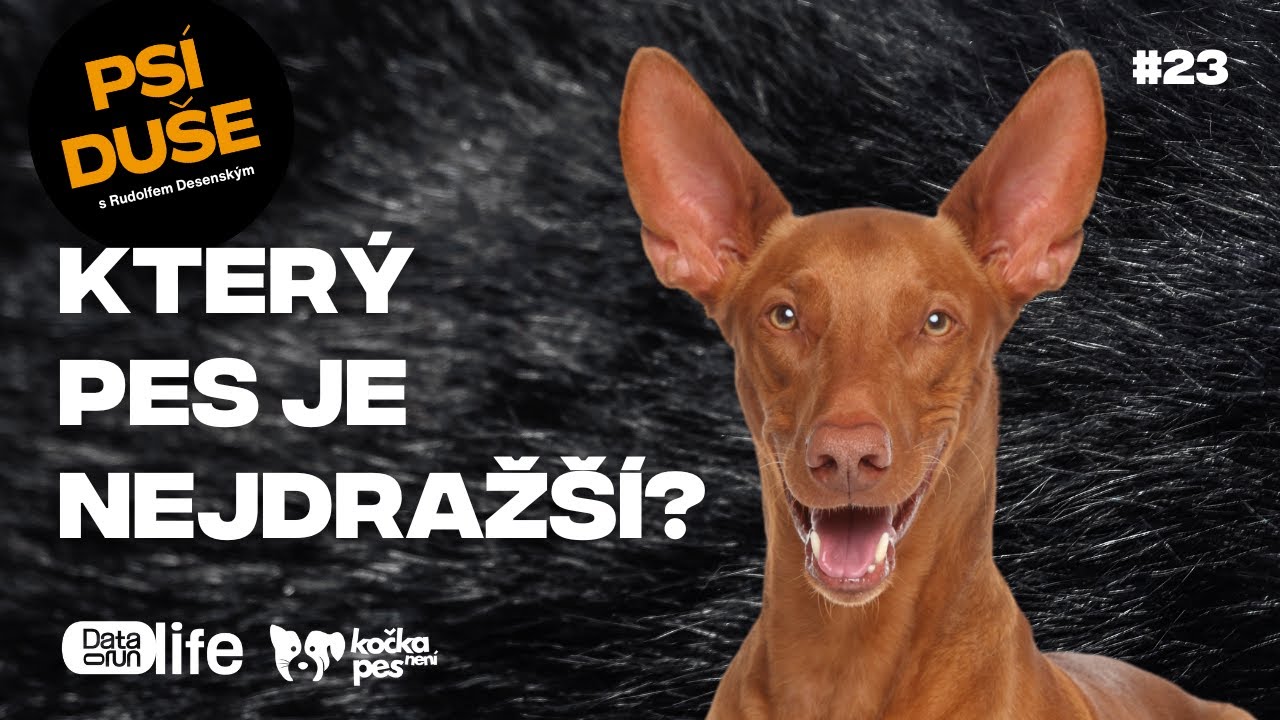 5 milionů dolarů za štěně. Neuvěříte, co je to za plemeno!  | Psí duše #23