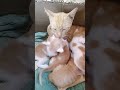 Morning Lovely Moment | Mama Cat &amp; Her Baby | Kittens 22 Days Old