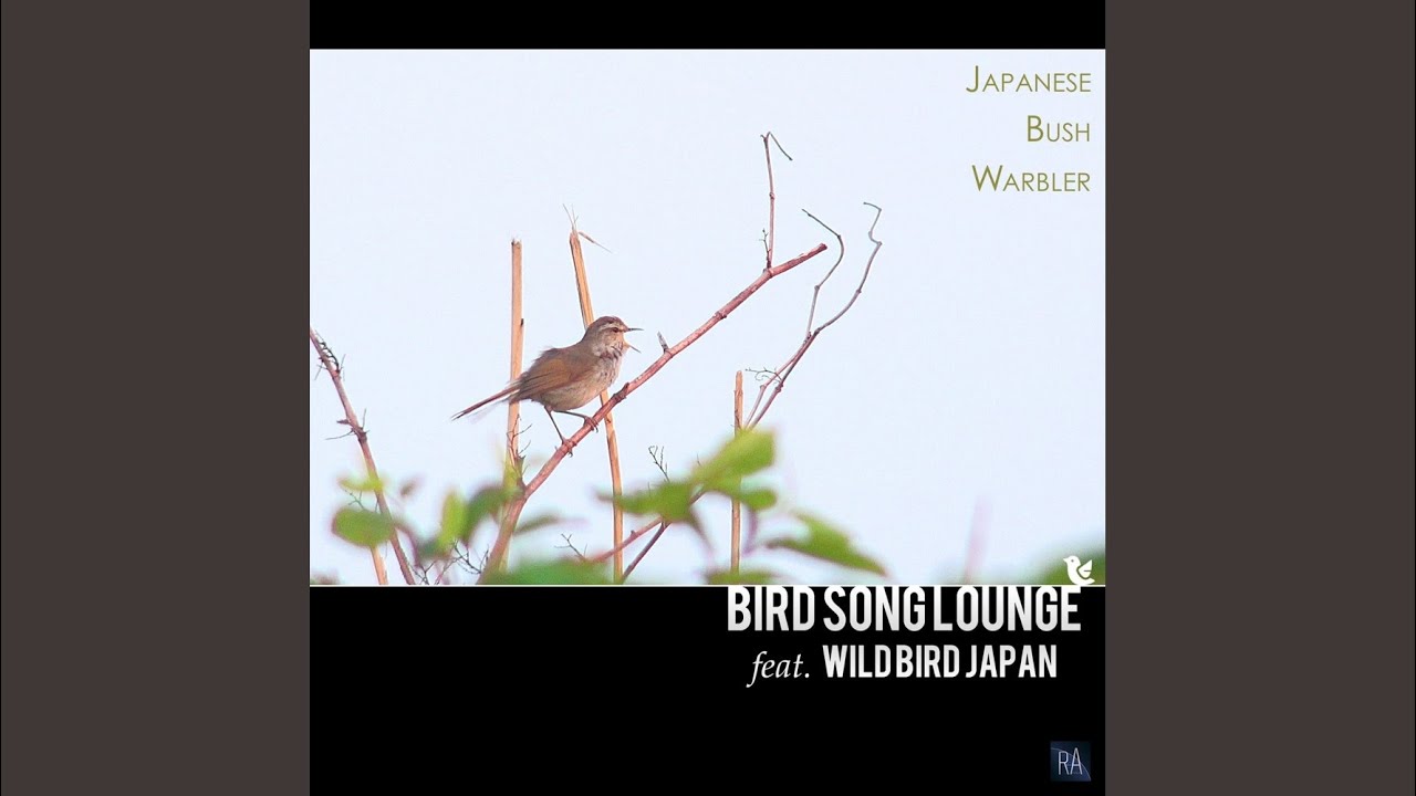 Japanese Bush Warbler (Original Mix) 