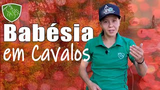 Babésia em cavalos - Doença MUITO comum que você PRECISA ficar de olho