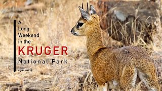 Long Weekend In the Kruger National Park | Ep4: Shimuwini Bushveld Camp