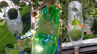 Como Hacer un Recolector de Frutas | El Mejor recogedor de Frutas Hecho con una Botella Plastica
