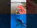 Learn Sea Animal Names for Kids at the Harbour: Dolphin Shark Blue Shark Sperm Whale Seahorse