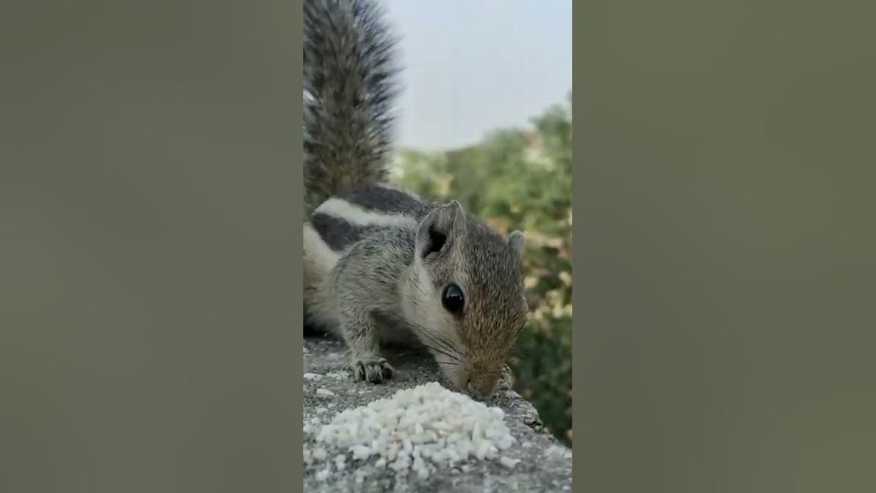 squirrels squirrel sound Can squirrels eat uncooked rice Squirrel