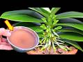 Just 1 Cup of This! Orchids Bloom Faster Than Ever