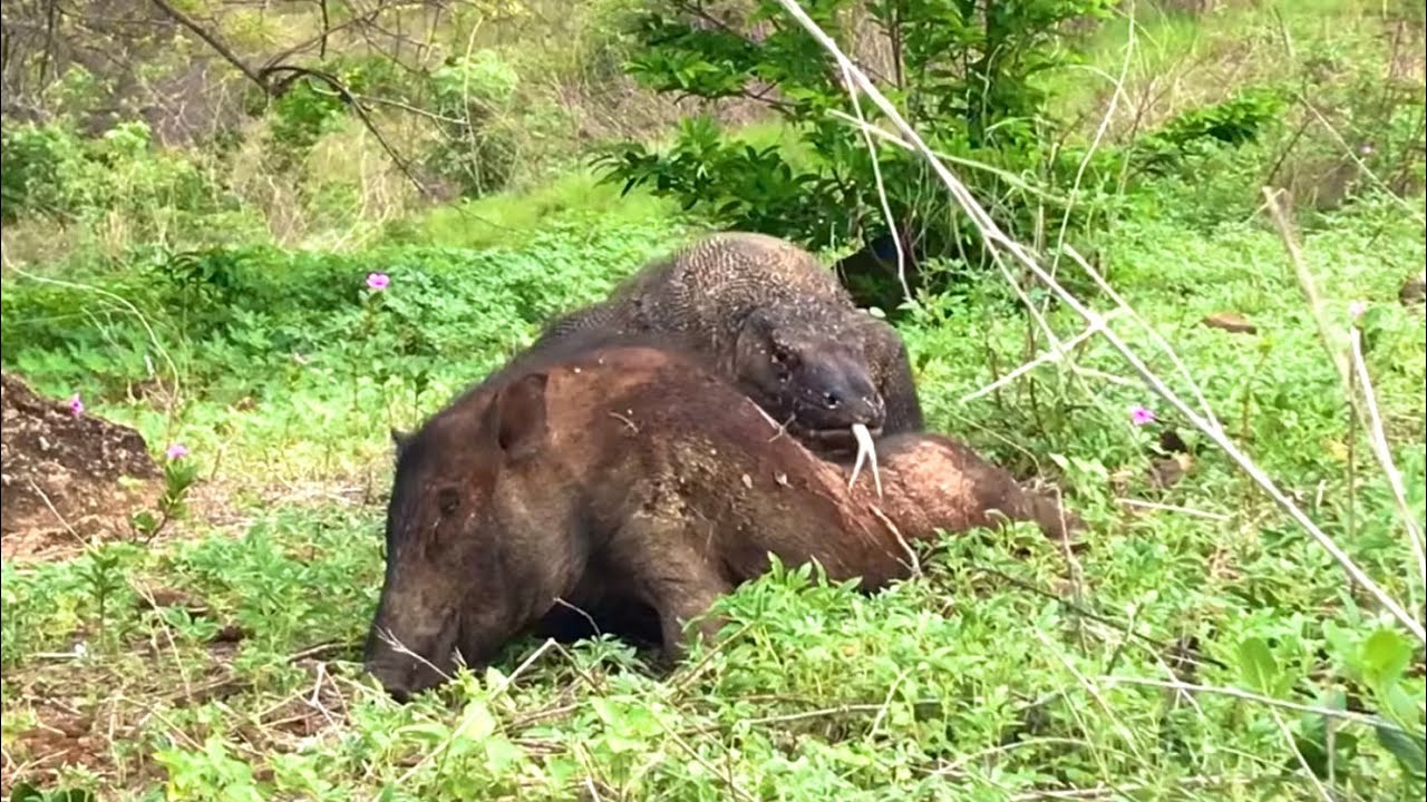 Count Of The Days | found dead Pig that had been poisoned by Dragon bacteria