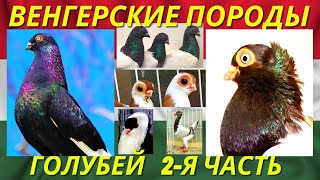 ИНТЕРЕСНОЕ разнообразие Всех ВЕНГЕРСКИХ ПОРОД голубей 🇭🇺 Часть-2 / Pigeon breeds