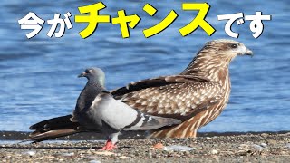 【野鳥の羽根探し】アオサギの風切羽がカッコ良すぎた！Vlog49