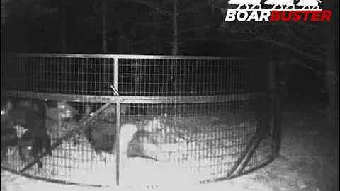 BoarBuster feral hog trap: Trail cam drop footage