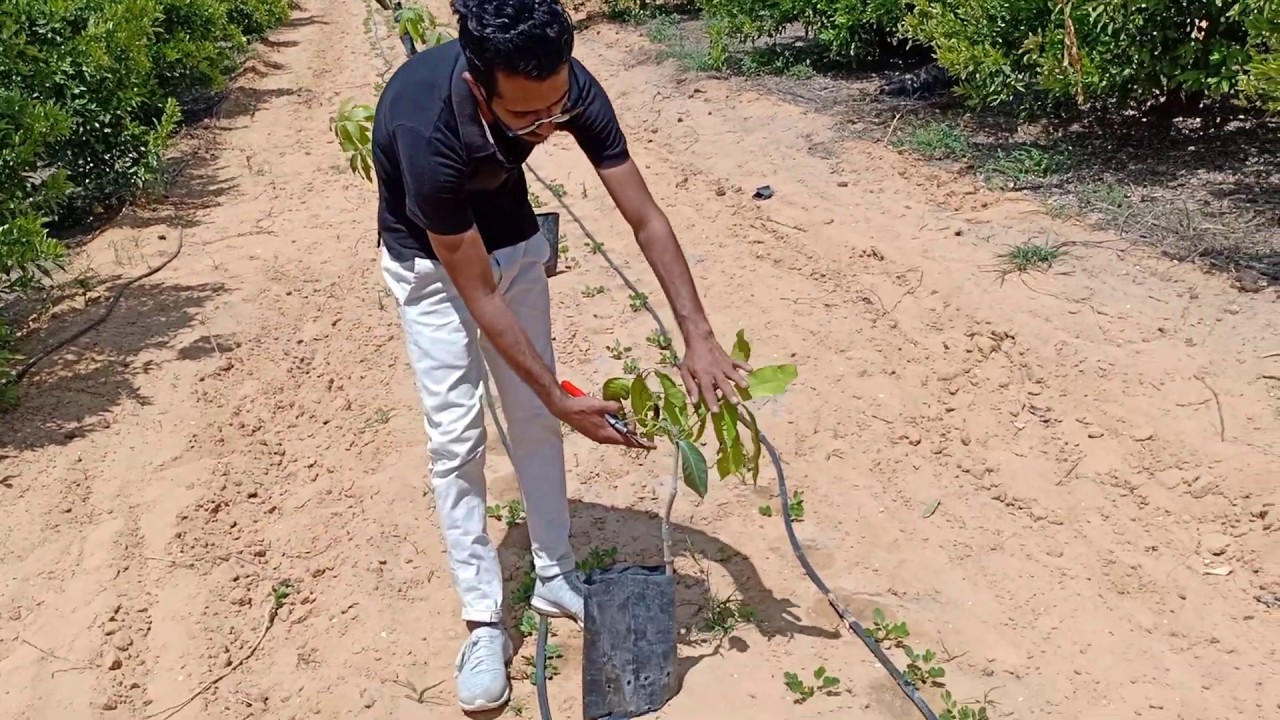 أول دورة تقليم تربية في مانجو صنف الأوستين حديث الزراعة| شتلات ضعيفة و أصول بلدي | OSTIN MANGO