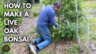 Cutting Down an Oak Tree + 1 Year Update on My Oak Bonsai! by Bonsai Heirloom 29,088 views 2 weeks ago 19 minutes