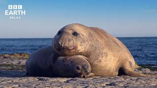 The Wild Place Collection | Peaceful Nature &amp; Wildlife Scenes | BBC Earth Relax
