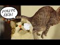 💕 Kitty does an in-your-face fart to another cat. 💕 Cute, Funny and Smart Pets 42