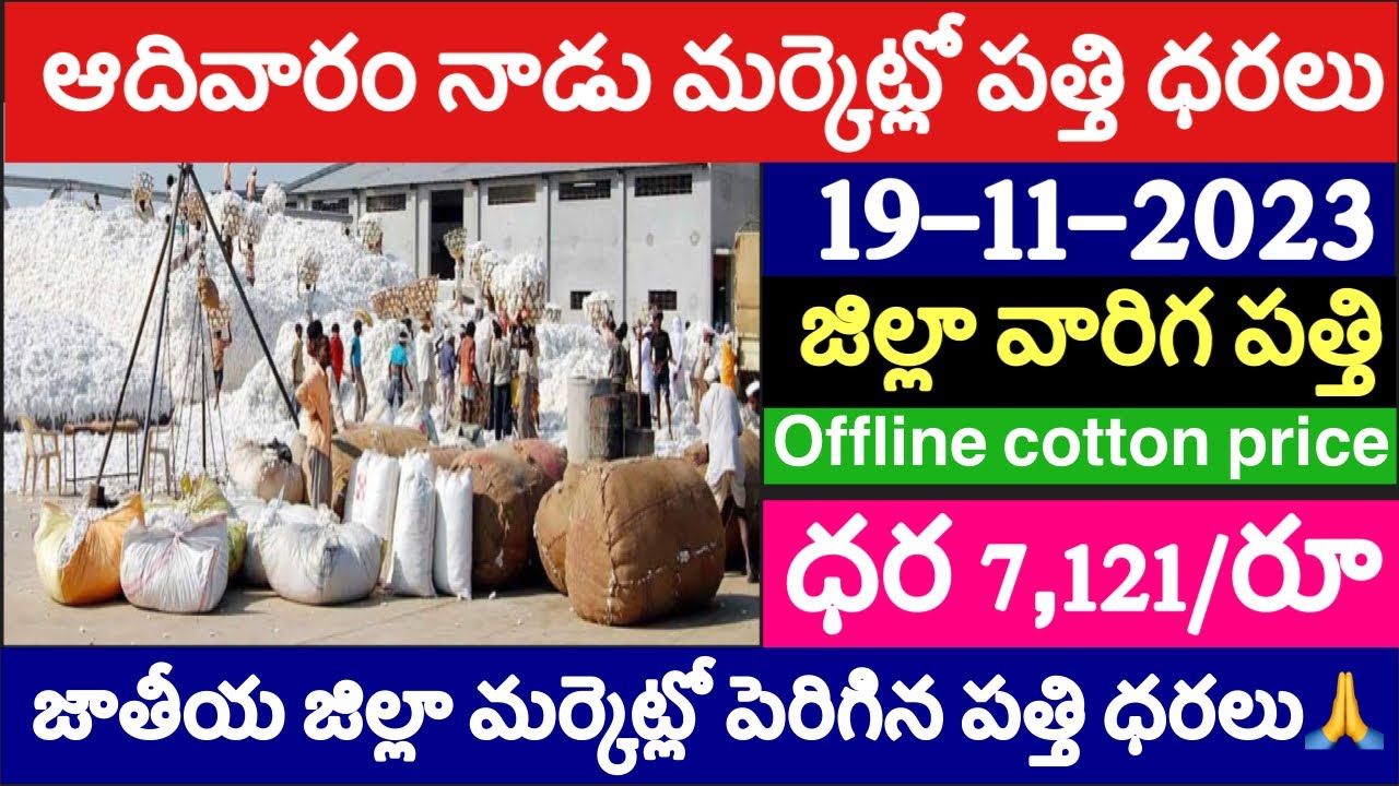 19112023 today cotton pricetoday cotton ratecotton price today