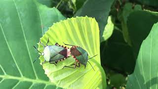Shield bugs mating