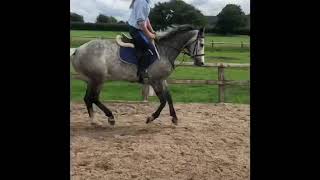 Ad ref 236439   MAGGIE