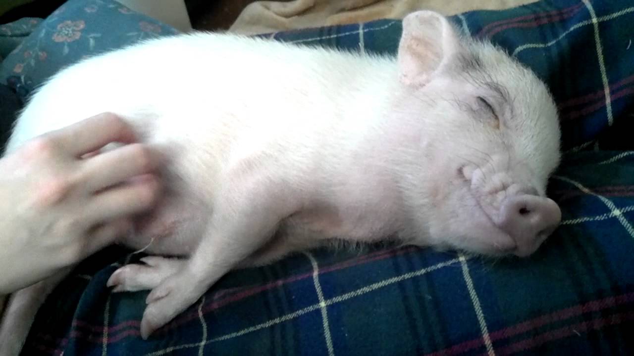 Mini Pig Belly Rub