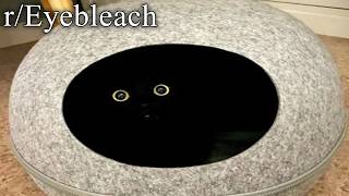 an hour long break from the world (r/eyebleach)