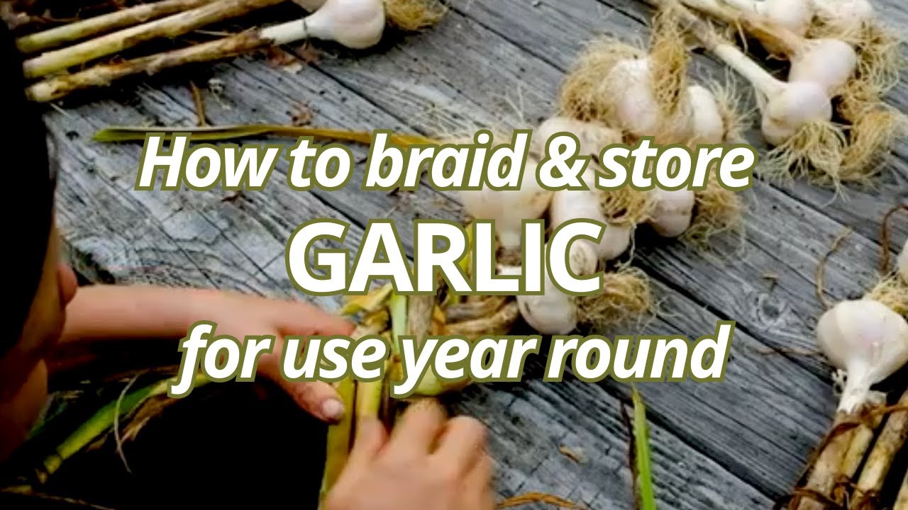 How to Braid Hardneck and Softneck Garlic to store it for using year round  