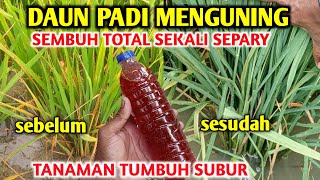 luar biasa Saya terkejut dengan hasilnya obat padi daun menguning kemerahan