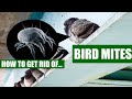 How To Get Rid Of Bird Mites Guaranteed (3 Easy Steps)