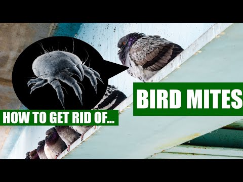 Wie von Vogelmilben garantiert (3 einfache Schritte) loswerden