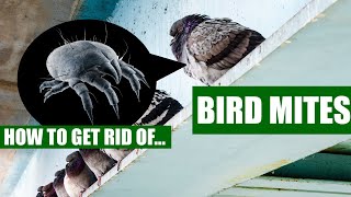 How To Get Rid Of Bird Mites Guaranteed (3 Easy Steps)