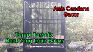 TERAPI TERBAIK BUAT ANIS CENDANA YANG INGIN GACOR