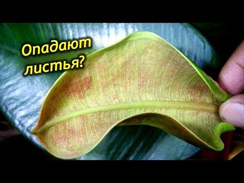 Почему Фикус сбрасывает листья? Как спасти фикус каучуконосный?