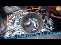 Milkfish harvest from the fishpond in bulakan with surprise appearance by some seabass