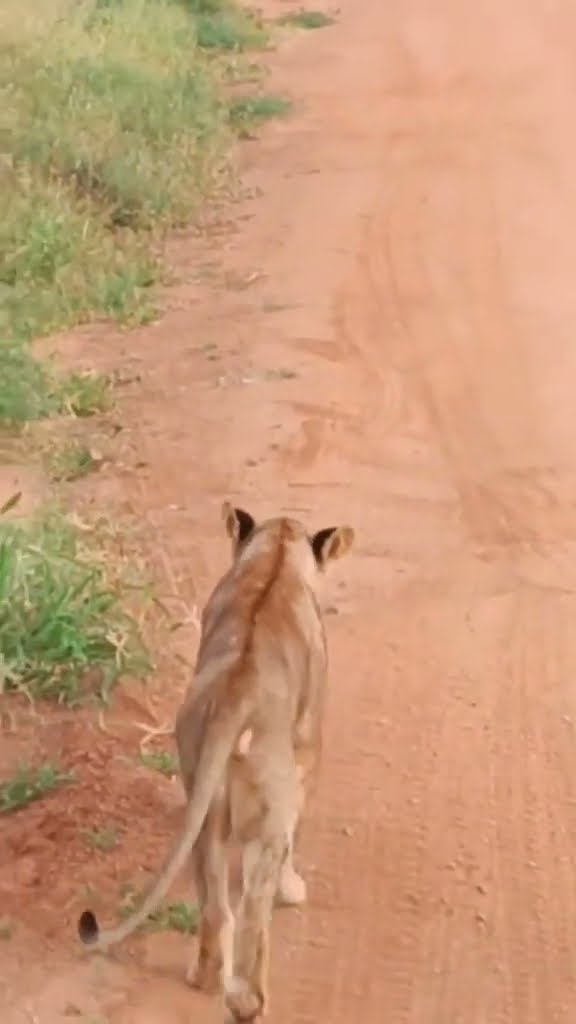 Brave Dog Barks At Baffled Lioness || ViralHog