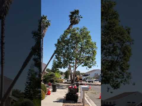 Cutting down our 60' Palm Tree
