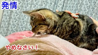 発情して飼い主の着ている服を全力で脱がそうとする子猫w