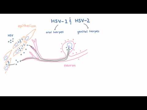 Video: HSV-1 Activeert Paracriene Fibroblast Groeifactorrespons Van Corticale Hersencellen Via Onmiddellijk-vroeg Eiwit ICP0