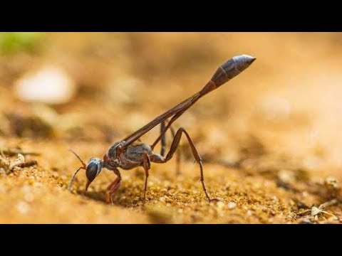 Freaks auf sechs Beinen | Unglaubliche Insekten | WELT - Doku