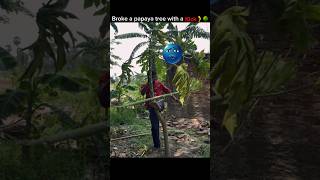 Broke a papaya tree with a kick🦵🌳 #mma #kick #boxing #training #power #fitnessmotivation #fighter
