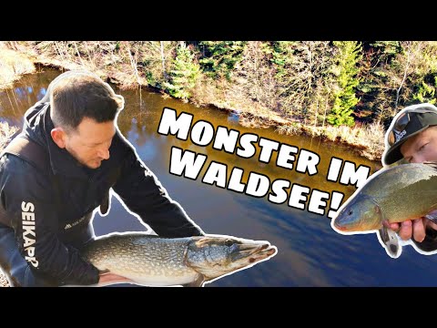 Update Angler netzen im Waldsee❗️Hier leben traumhafte Fische! Projekt eigener See # 2