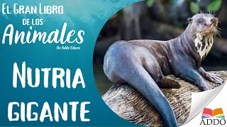 Descubre a las Nutrias | Animales para Niños