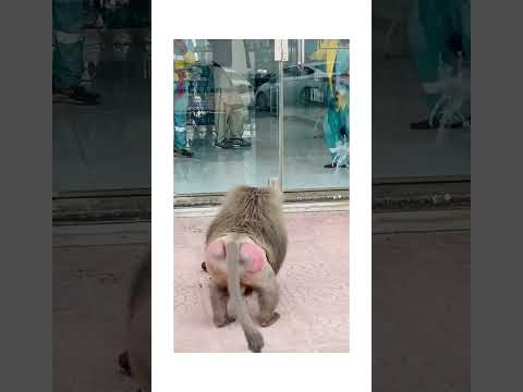 قرد يهاجم محال تجارية بالطائف السعودية 