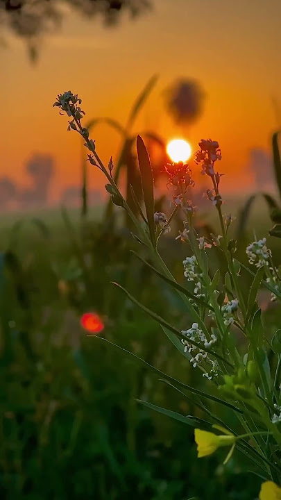 Nature Status in India 🌄🔥 #nature #shorts