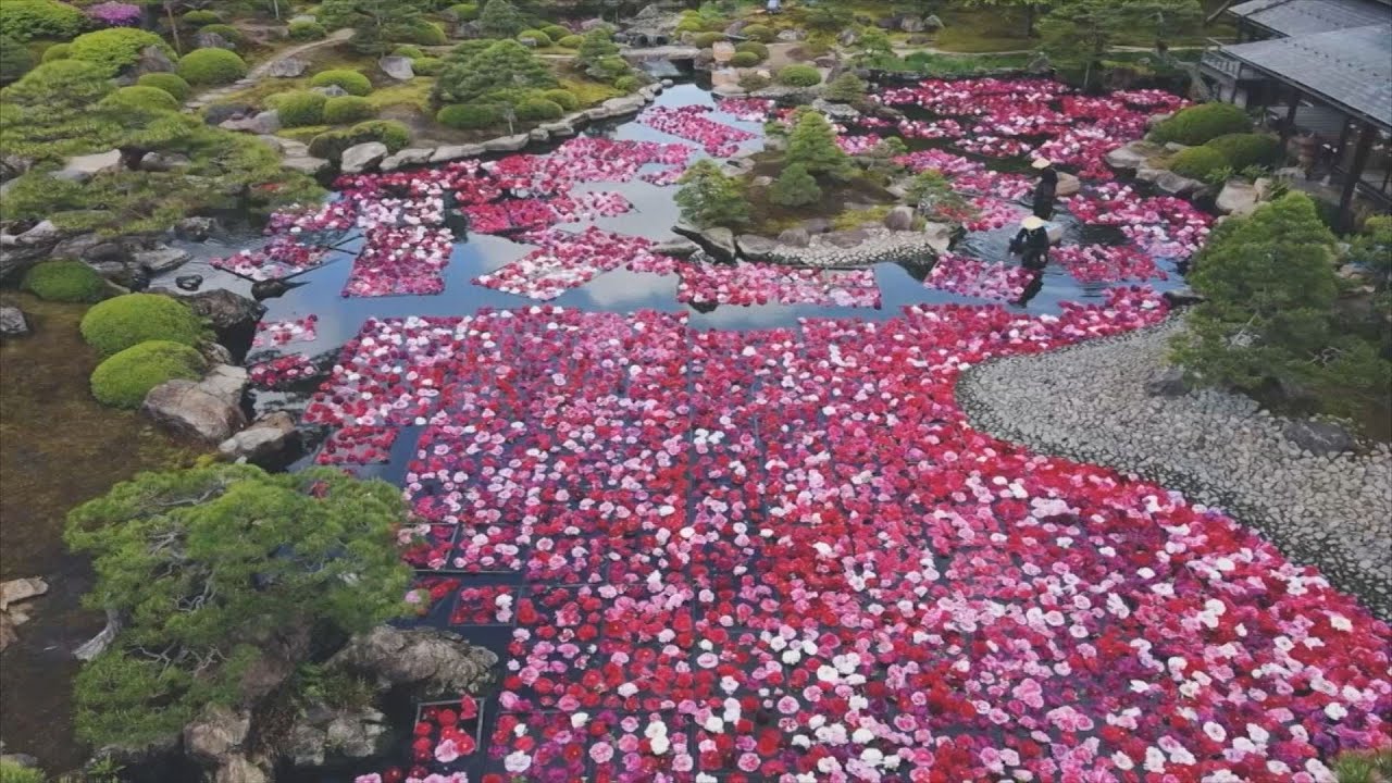 池に浮かぶ3万輪のボタン！島根県松江市 - YouTube