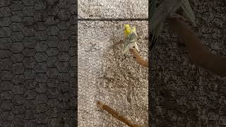 Formando casal. #birds #video #pets #calopsita #coqueirinho #viral #aves #parrot #shortsvideo #cute