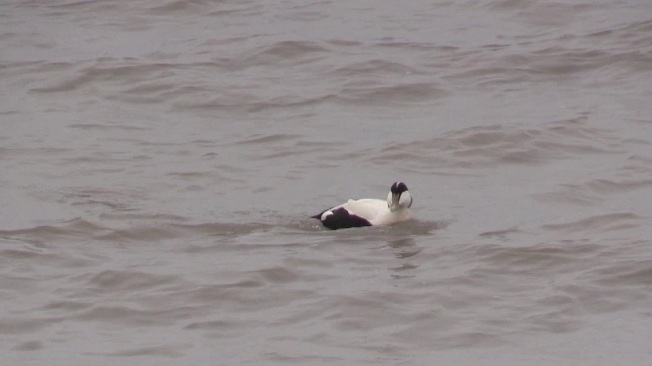 Eider à duvet (Somateria mollissima borealis) Common Eider