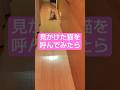 見かけた猫を呼んでみたら