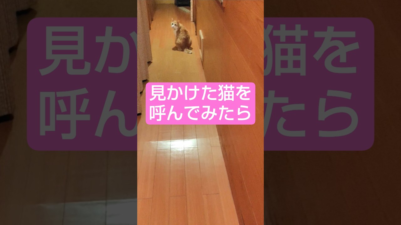 見かけた猫を呼んでみたら